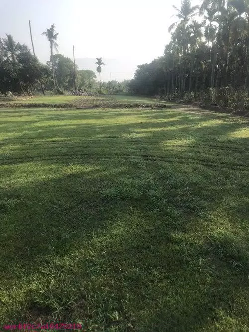 草坪維護工程:屏東土木工程-屏東草皮鋪設